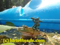 /home//u458753944/public_html/sourcegallery////Frogs/Bullfrogs 2016-08 Ontario/P8081402.JPG